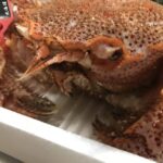 「蟹の匠」厳選！極上「活」毛ガニ